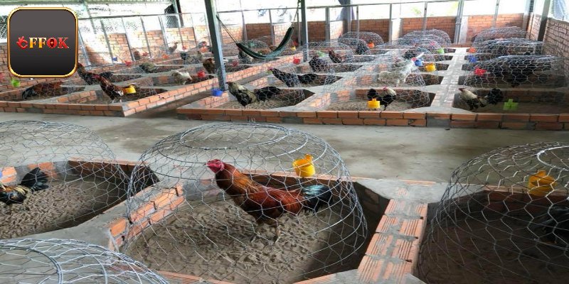 Cách xây dựng chuồng trại