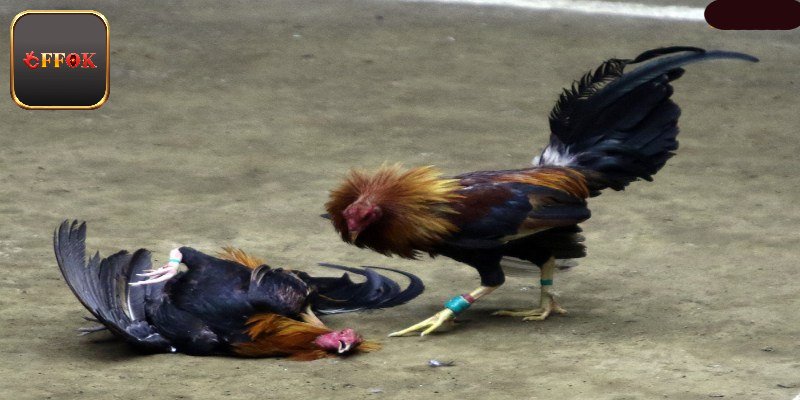 Đa dạng mức cược để bạn lựa chọn