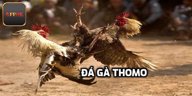 Đá Gà Thomo Trực Tiếp Săn Thưởng Khủng Tại Nhà Cái FFOK