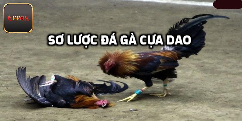 Khái quát đá gà cựa dao