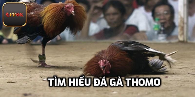 Khám phá về giải chọi gà Thomo