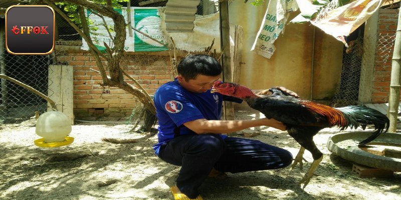 Kinh nghiệm chọn giống gà