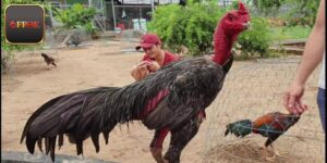 Nuôi Gà Đòn - Kỹ Thuật Chăm Sóc Chiến Kê Đúng Chuẩn