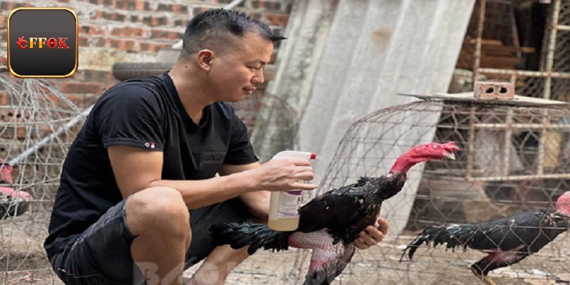 Nuôi gà đòn đúng chuẩn