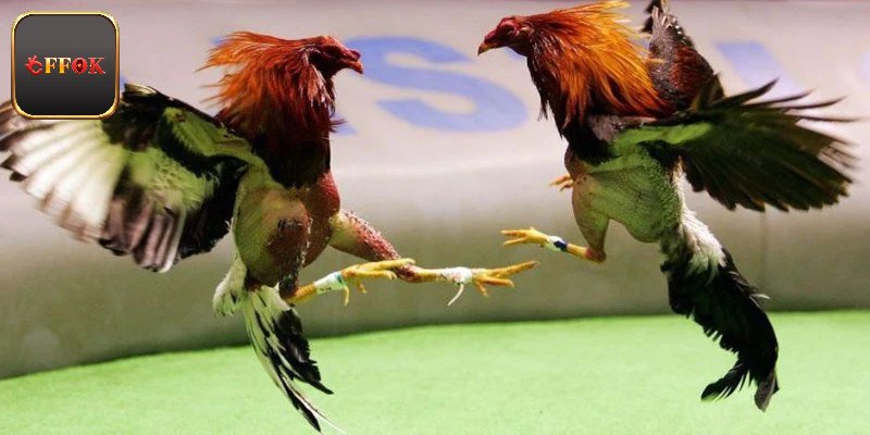 Quy định điều kiện khi đá gà Thomo 